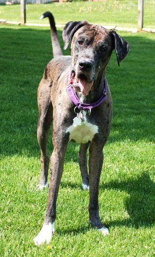 Mid-Atlantic Great Dane Rescue League - Blu1.jpg